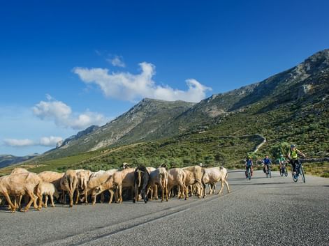Sheep herd