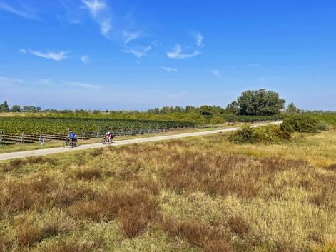 Cycle path through Vineyard