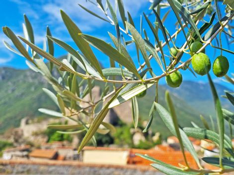Olivenstrauch