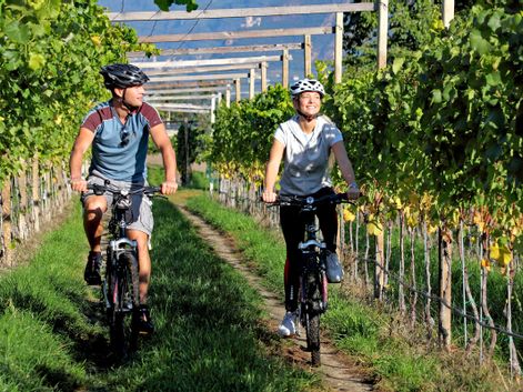 Radfahrer im Weingarten nahe Donaueschingen