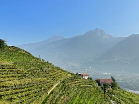 Terrassierte Weinberge an einem Hang bei Lana in Südtirol mit einem weißen Haus und Berggipfeln im Hintergrund unter klarem Himmel.