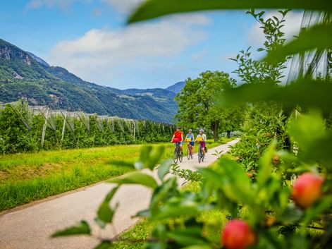 Three cyclists riding on a paved path through apple orchards near Brixen. Mountains and vineyards visible in the background under blue sky.