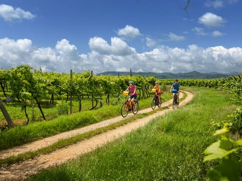 Drei Radfahrer auf einem Schotterweg zwischen grünen Weingärten unter blauem Himmel mit weißen Wolken. Berge in der Ferne sichtbar.
