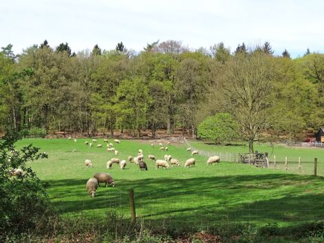 Sheep on green pasture and forest