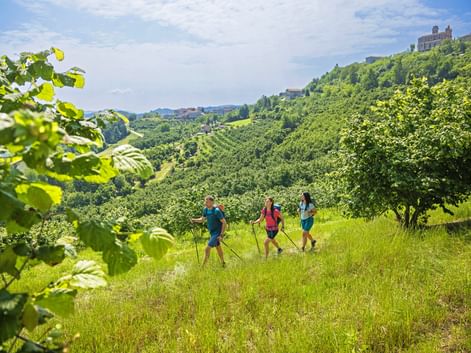 Drei Wanderer in den ligurischen Haselnusshainen