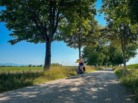 Cyclist on gravel path lined with large trees in Provence-Camargue. Green fields and blue sky visible in the background.