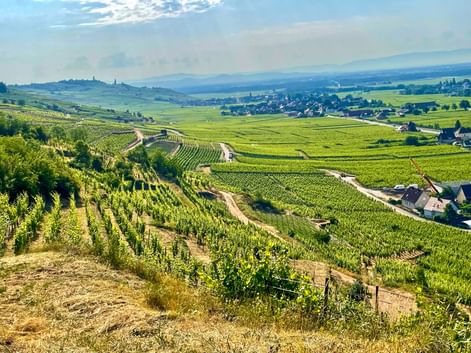 Kayserberg Weinberge