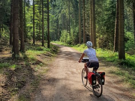 Cyclist with red panniers riding on a dirt path through a dense coniferous forest in Bohemia, Czech Republic.