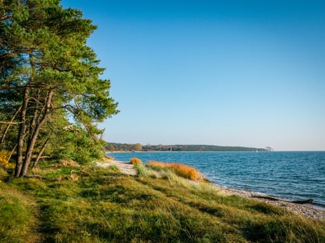 Coastal view near Garz with pine trees on a grassy shore, blue water, and distant forested coastline under clear sky.