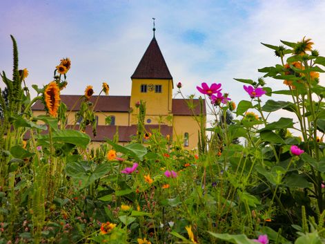 Insel Reichenau Blumen und Kirche im Hintergrund