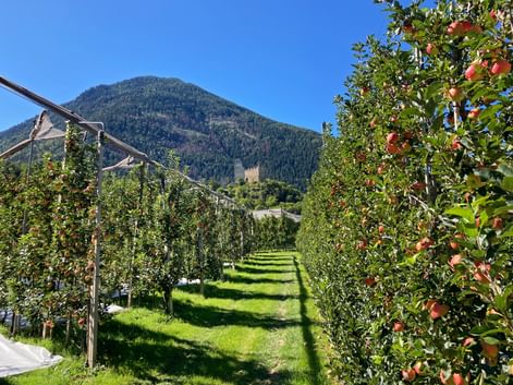 Rows of apple trees with red fruit in an orchard, with a castle on a forested mountain and blue sky in the background.