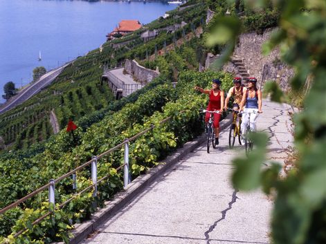 Cyclists in Lavaux VD Lake Geneva