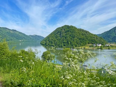 Malerischer Blick auf die Donau bei Schlögen mit bewaldeter Halbinsel, weißen Wildblumen im Vordergrund und Bergen unter blauem Himmel.