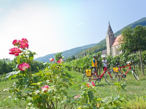 Weinreben in der Wachau