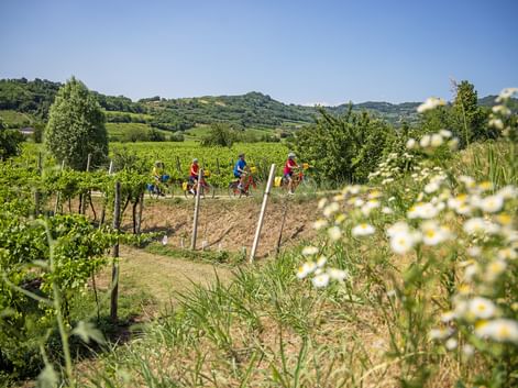 Cyclists on the Adige cycle path