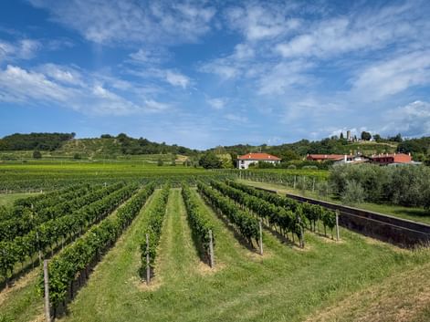 Reihen grüner Rebstöcke in Goriska Brda, Friaul, mit weißen Gebäuden und roten Dächern im Hintergrund unter blauem Himmel.
