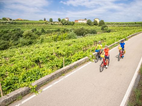 Cycle path through the vineyards