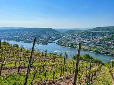 Weinreben am Hang mit Blick auf den Rhein, der sich durch ein Tal mit Ortschaften und grünen Hügeln unter blauem Himmel schlängelt.