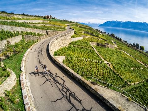 Lavaux