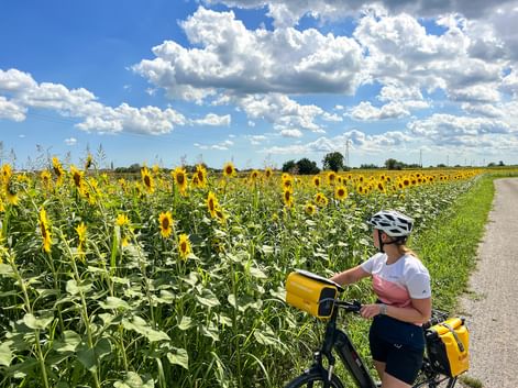 Female cyclist with helmet and yellow panniers standing beside her bike on a path next to a vast sunflower field under a blue sky with clouds.
