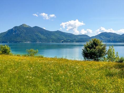 Yellow wildflower meadow in foreground with turquoise Walchensee lake and forested mountains under blue sky with white clouds.