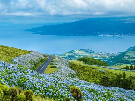 Straße umgeben von Hortensien auf der Insel Faial