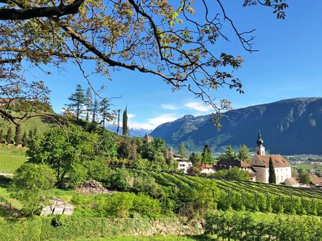 Church with pointed steeple in Kaltern, South Tyrol, framed by tree branches. Green vineyards in foreground, mountains in background under blue sky.