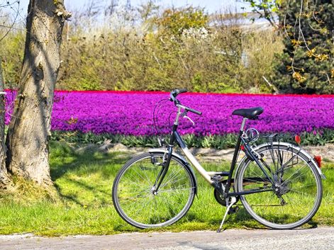 Fahrrad vor einem Blumenfeld