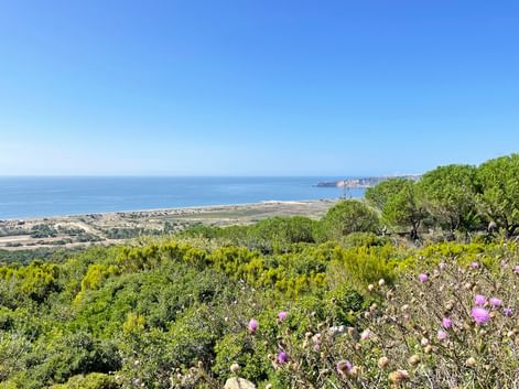 Panoramablick auf die Küste bei Famalicão mit rosa Wildblumen, grüner Vegetation, Sandstrand und blauem Atlantik unter klarem Himmel.