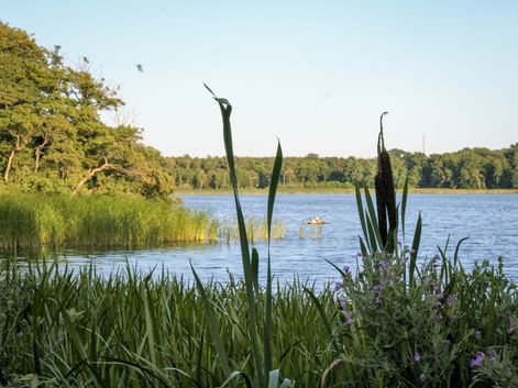 Blue lake with kayakers in the distance, framed by reeds and purple wildflowers. Green trees line the far shore under a clear sky.