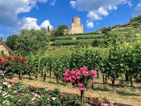 Weinberge im Elsaß mit Blick auf Schloss Kaysersberg