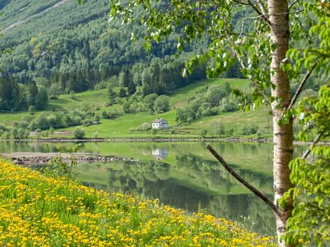 Yellow dandelion field by calm fjord waters reflecting green hills and white house. Birch tree frames the view near Oslofjord, Norway.