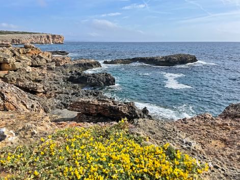 Rocky coastline with yellow wildflowers in foreground, turquoise sea, and limestone cliffs under blue sky near Porto Colom, Mallorca.
