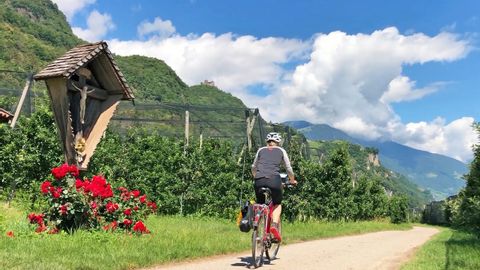 Cyclist between apple orchards in South Tyrol