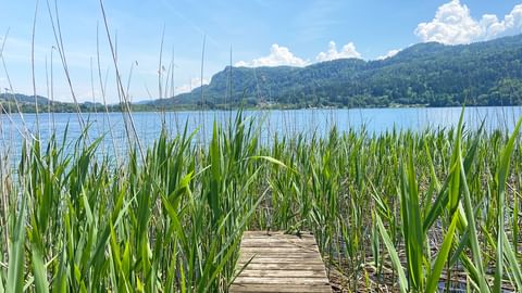 Footbridge through reeds on Lake Faaker See