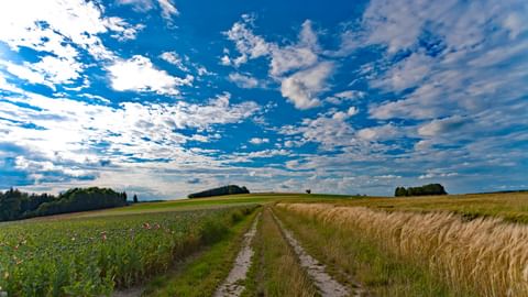 Weg durch ein Kornfeld