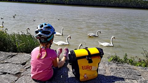 View of swans