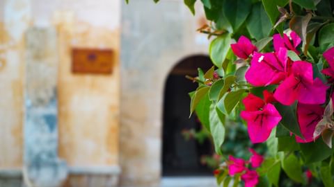 Flowers at the entrance of Finca Son Roig