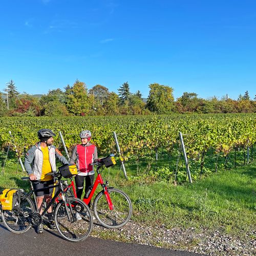 Zwei Radfahrer vor grünen Weinreben