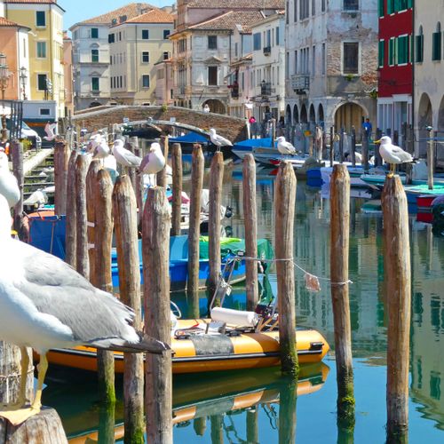 Seagulls by the canal in Chioggia, ‘Little Venice’