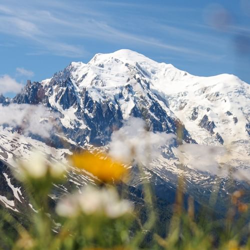 Snow-covered Mont Blanc massif with glaciers under blue sky, white and yellow wildflowers in foreground, green meadow at mountain base.