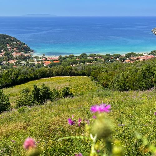 View from green hills with pink wildflowers overlooking a turquoise bay near Piombino and Elba. Coastal village and forested hills frame the bay.