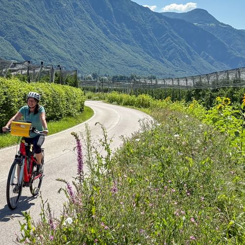 Female cyclist on paved path through apple orchards with sunflowers. Mountains rise in background under blue sky near Meran.