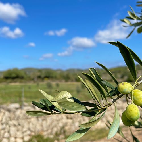 Olive tree near Porto Cristo