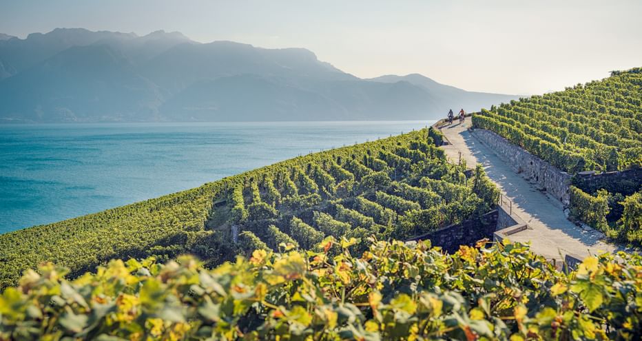 Terrassierte Weinberge in Lavaux führen zum Genfersee hinab, Radfahrer auf einem Weg. Berge über dem türkisfarbenen See unter klarem Himmel.