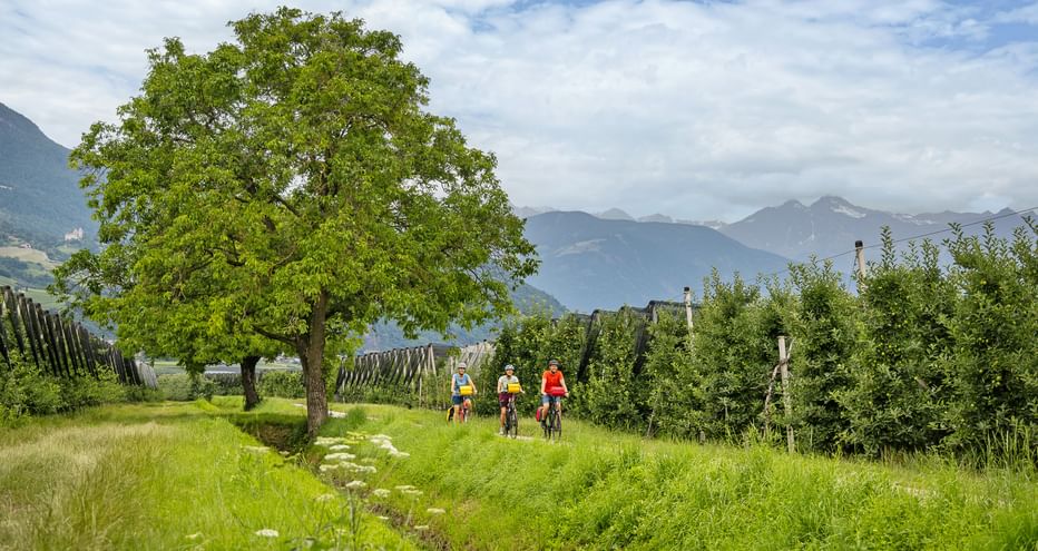 Three cyclists on a grassy path through apple orchards in South Tyrol, with a large tree and mountains in the background under a cloudy sky.