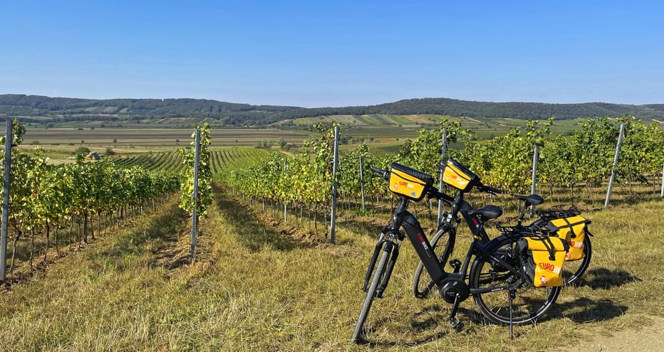 Kirschblütenradweg along the vineyard