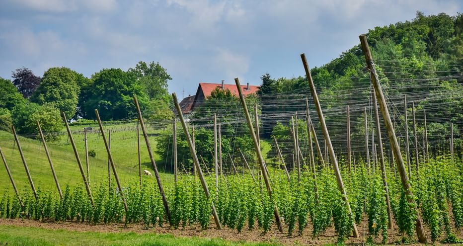 Grüne Hopfenpflanzen wachsen an hohen Holzstangen in der Hallertau, Bayern. Bauernhaus mit rotem Dach und sanfte Wiesen im Hintergrund.