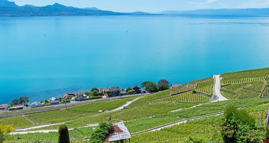Blick über Weinberge auf den Genfersee, im Hintergrund die Berge