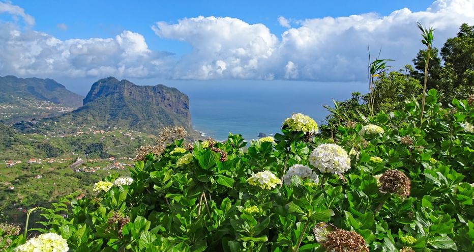 Blick hinunter über Hortensien nach Porto da Cruz, den Adlerfelsen und aufs Meer
